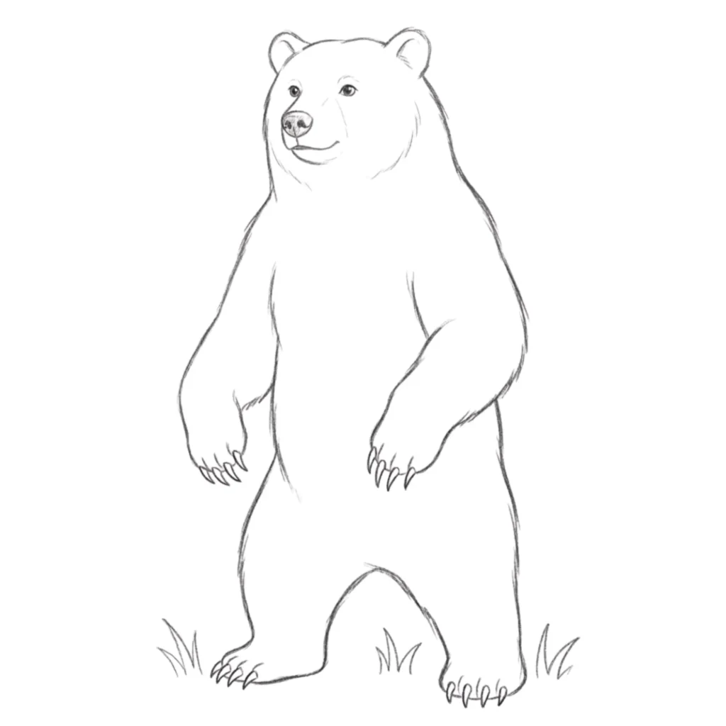 Bear Standing Drawing