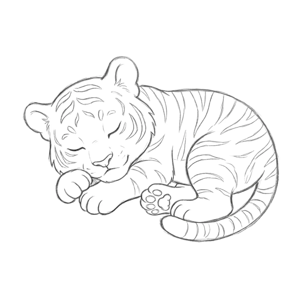 Sleeping Tiger Drawing