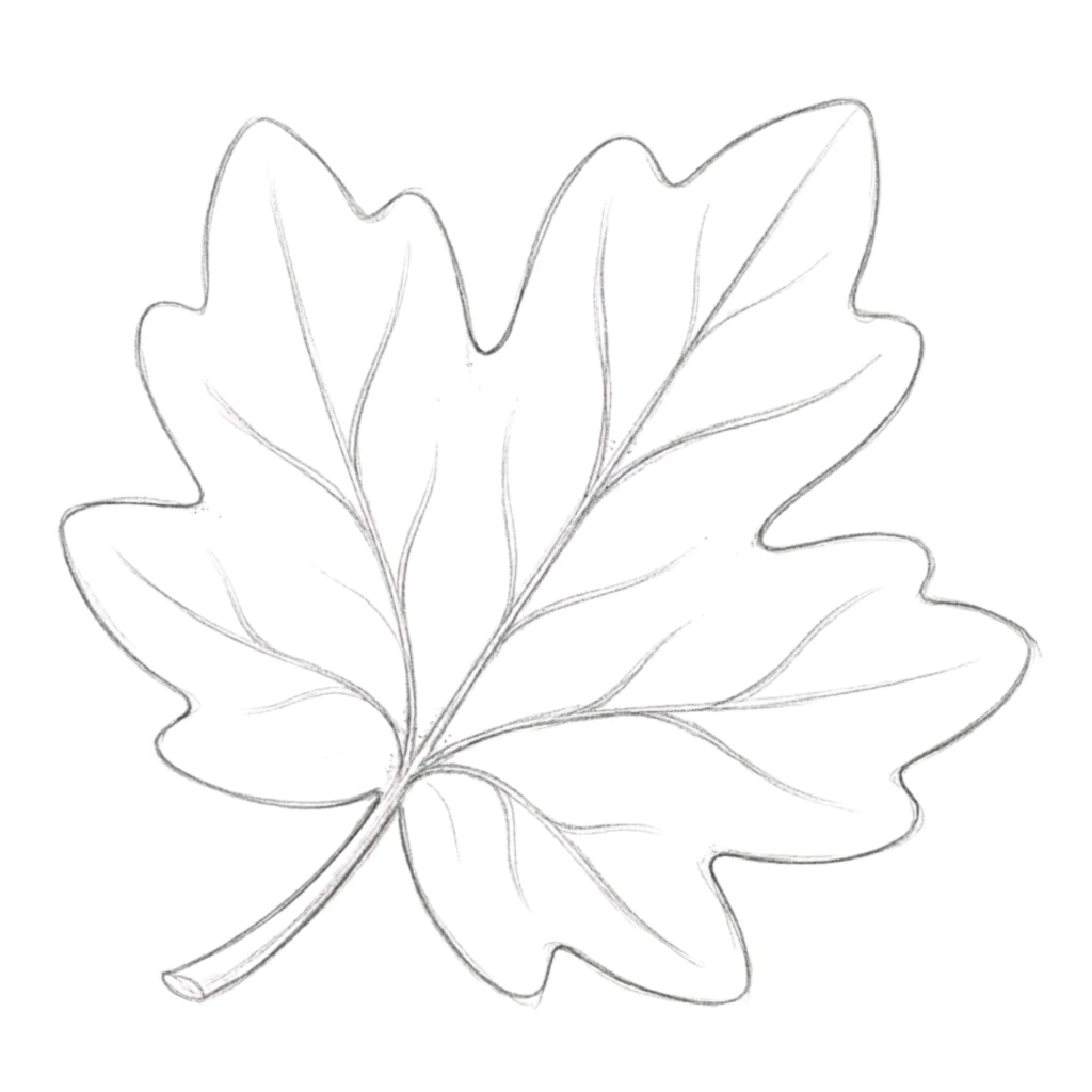 Autumn Leaf Drawing