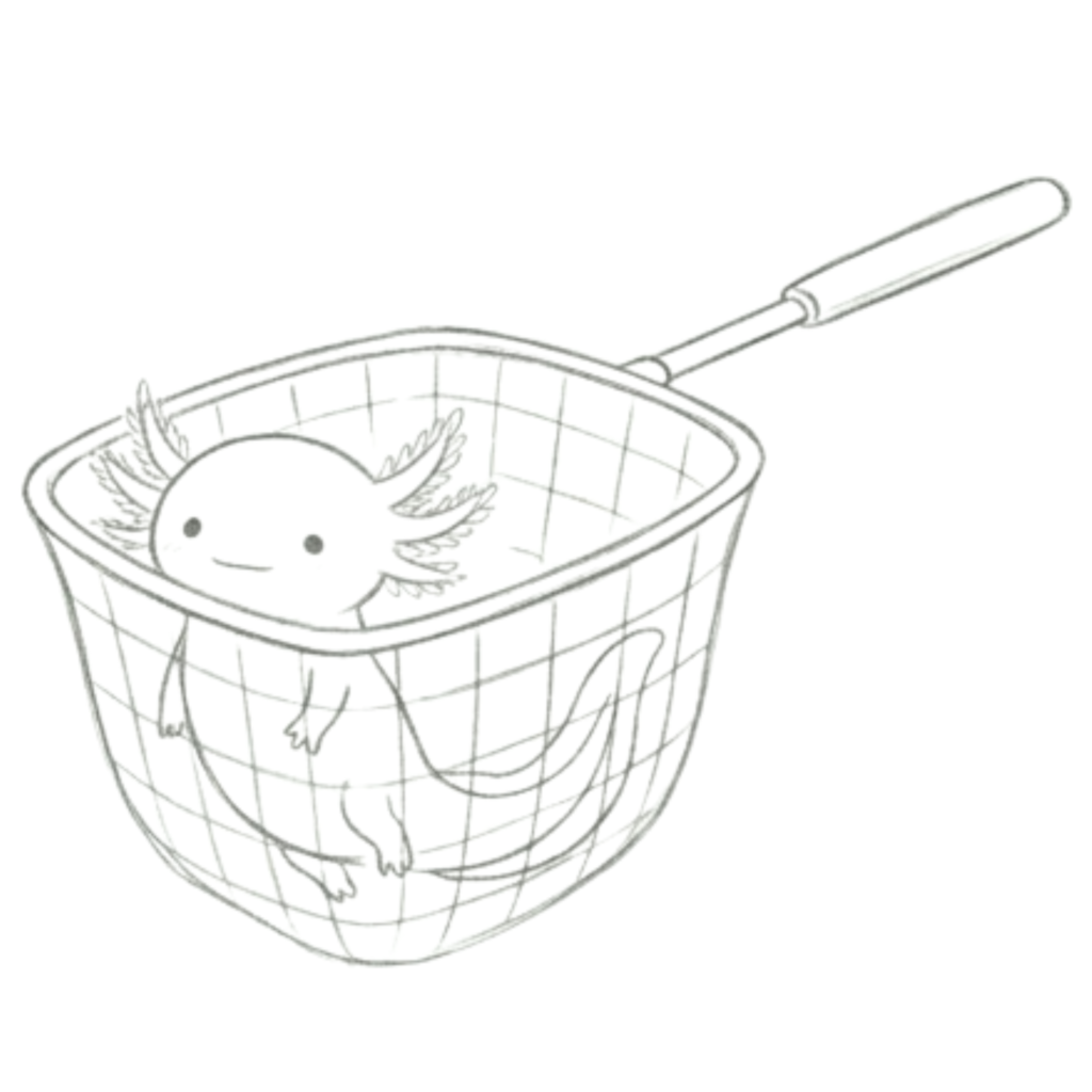 Axolotl in Net Drawing