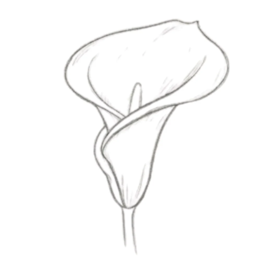 Calla Lily