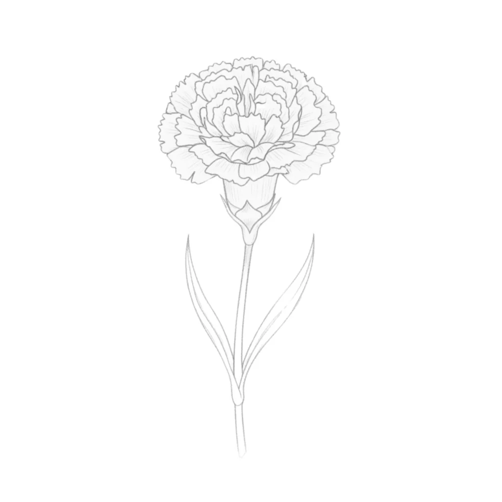 Carnation Flower