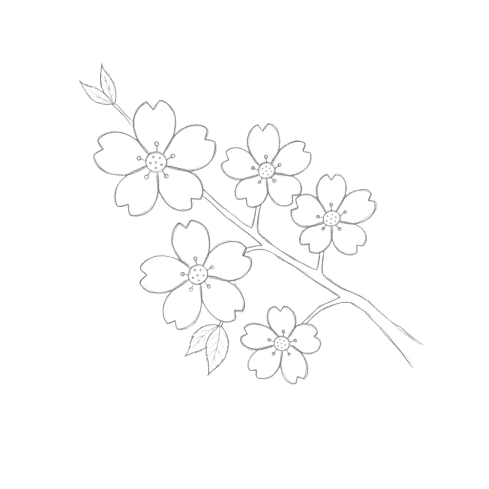Cherry Blossom Drawing