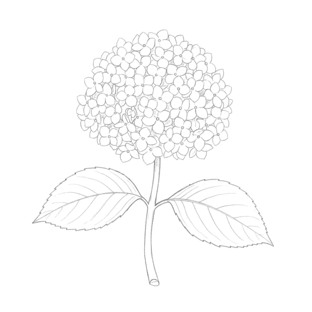 Hydrangea Flower