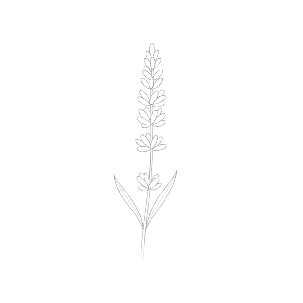 Lavender Flower