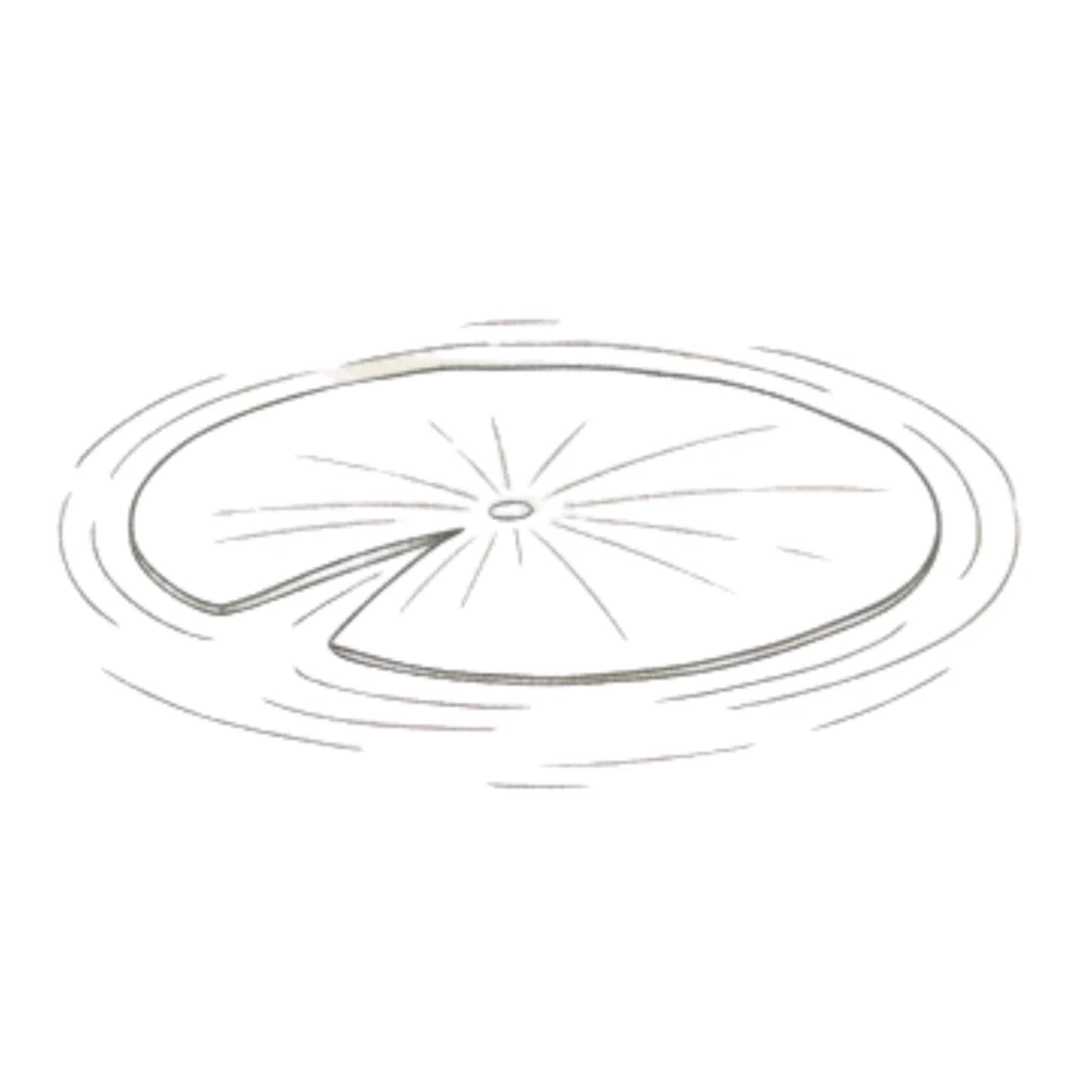 Lily Pad Drawing