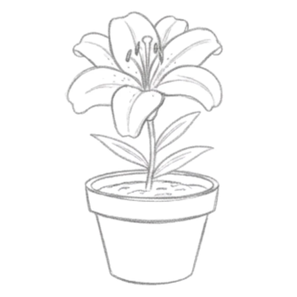 Lily in a Pot