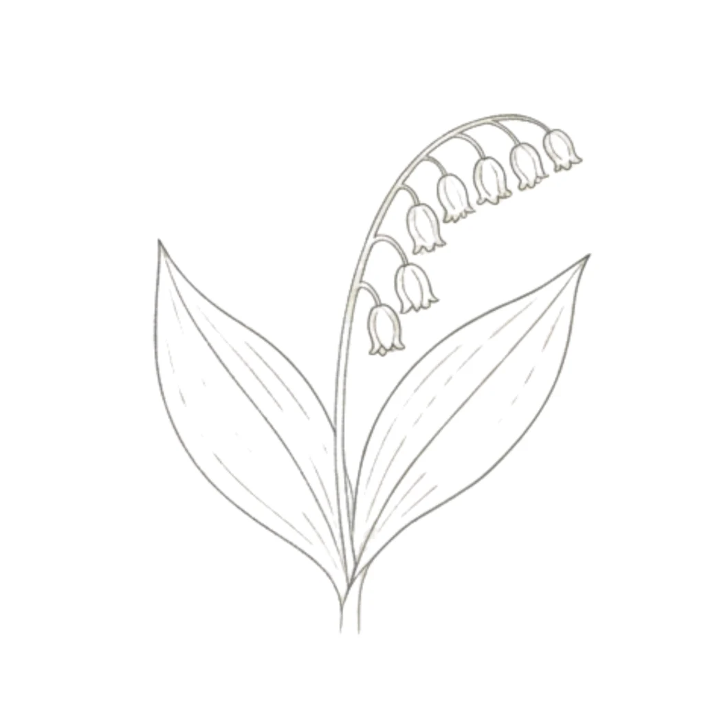 Lily of the Valley Drawing