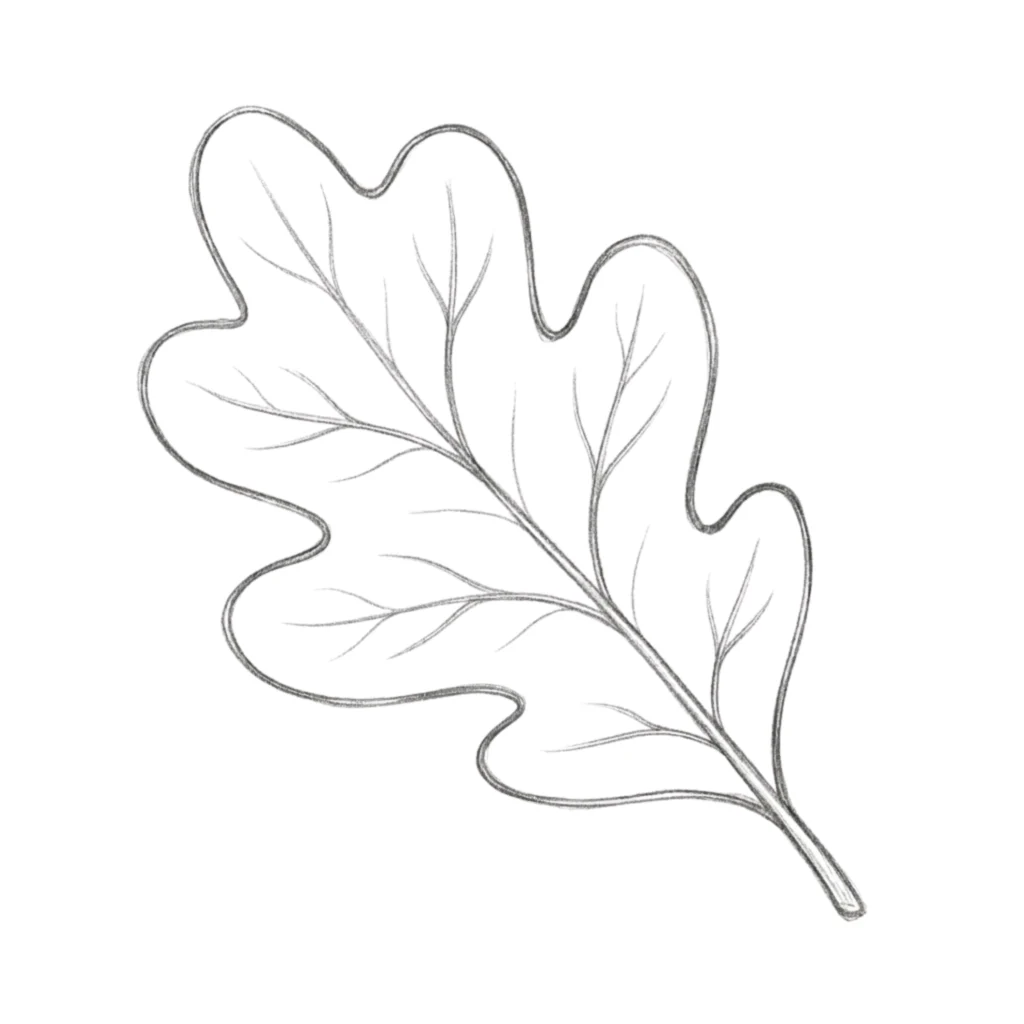 Oak Leaf Drawing