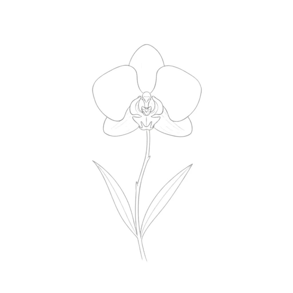 Orchid Flower