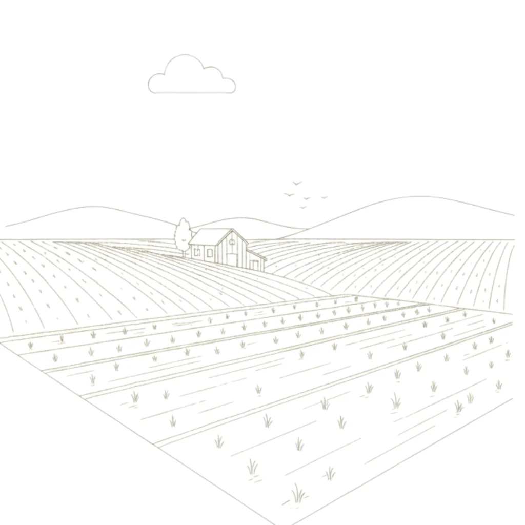 Rice Farm