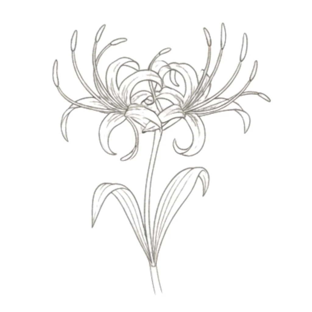 Spider Lily Drawing