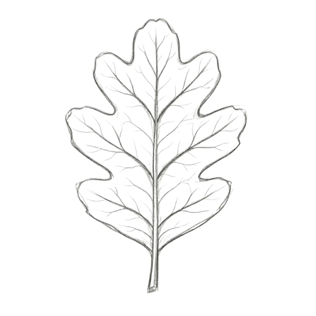 Simple Leaf Drawing