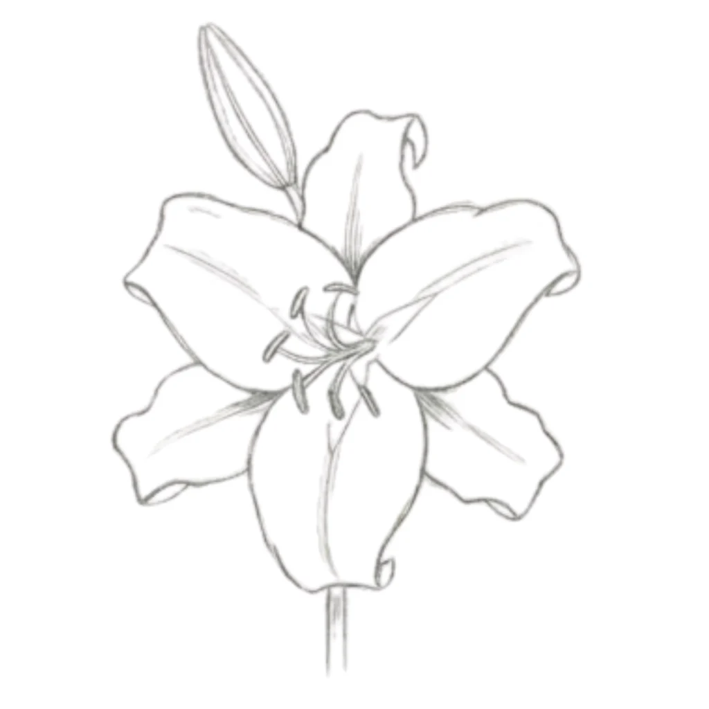 Stargazer Lily
