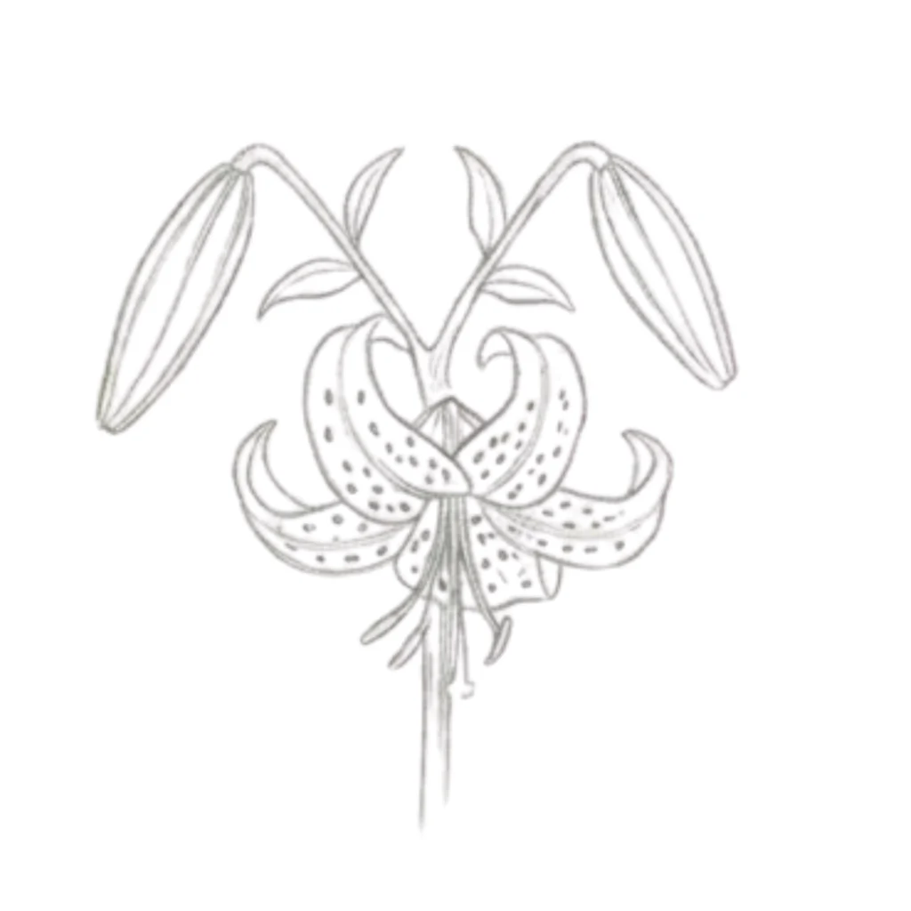 Tiger Lily
