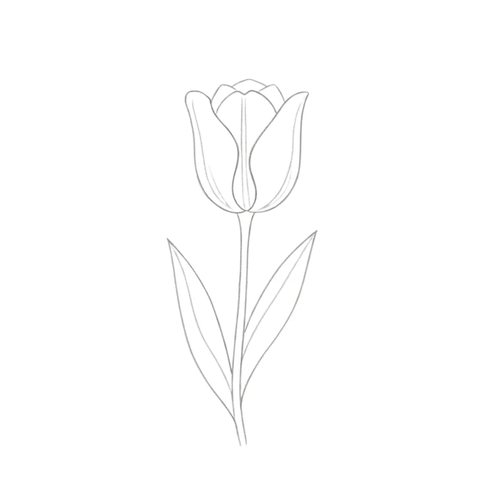 Tulip Flower