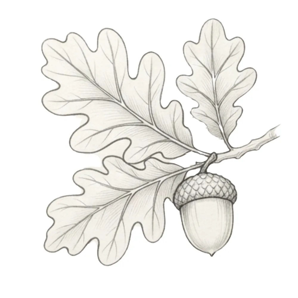 Acorn and Oak Leaf Fall Drawing