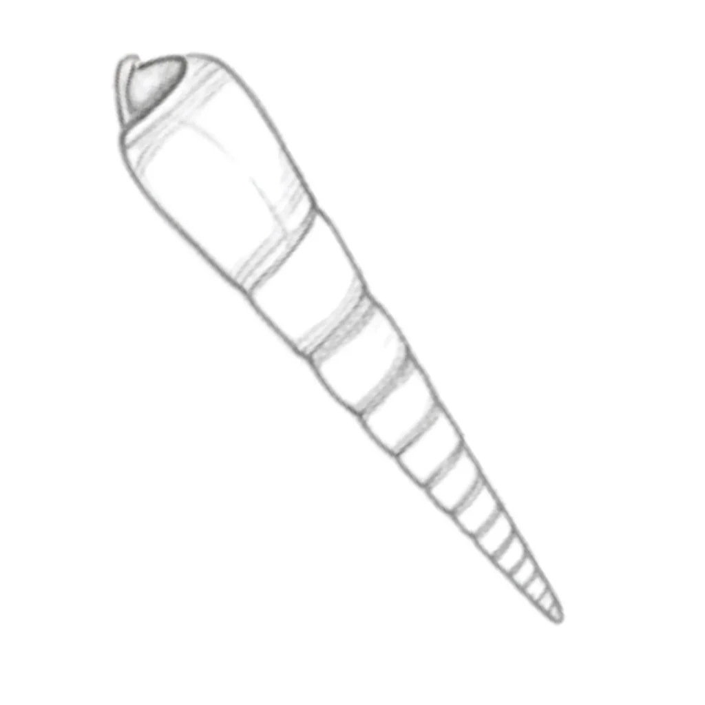 Auger Seashell