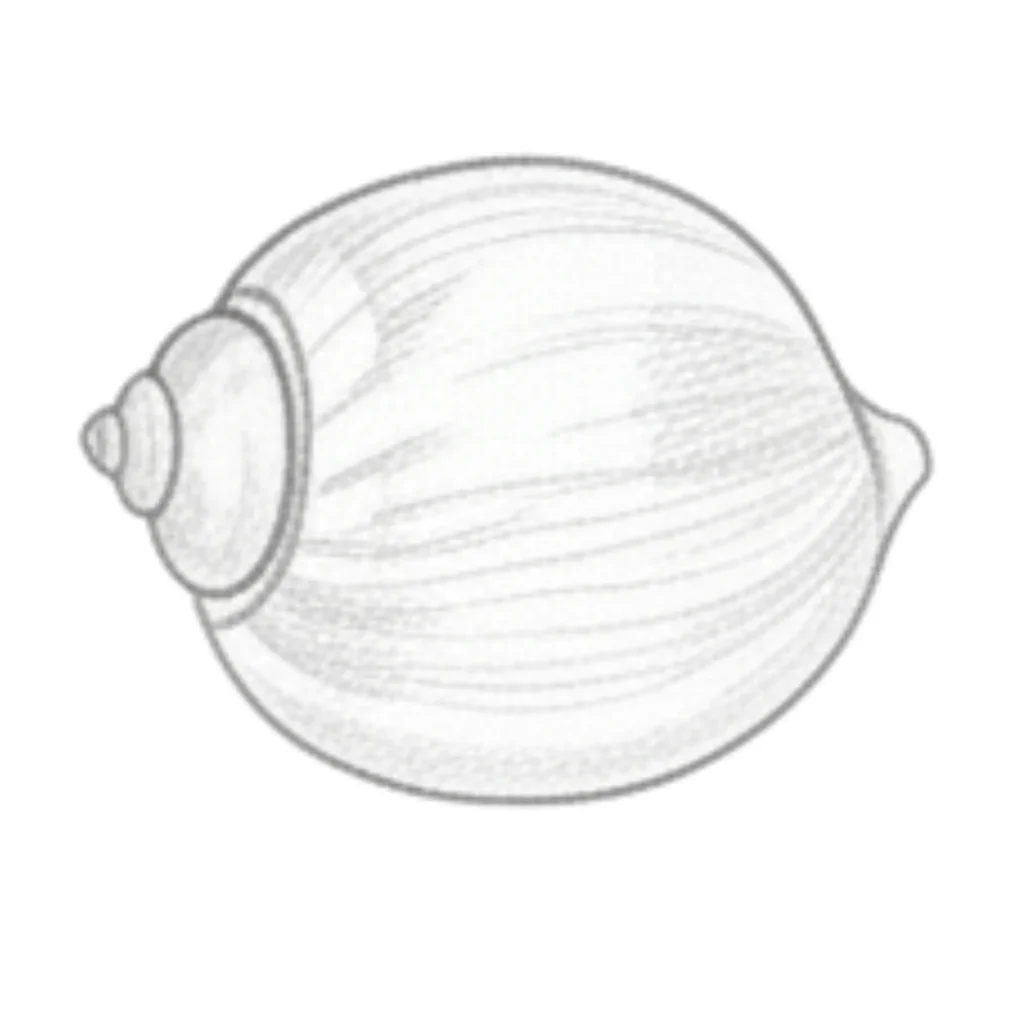 Bubble Seashell