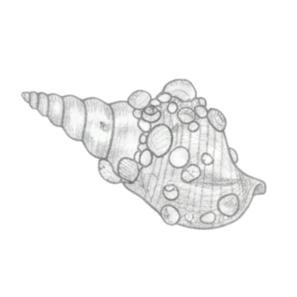 Carrier Seashell
