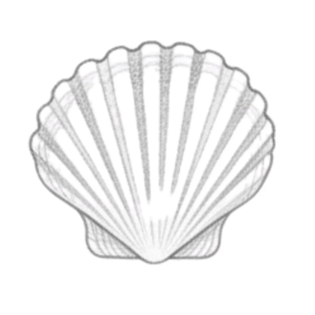 Cockle Seashell