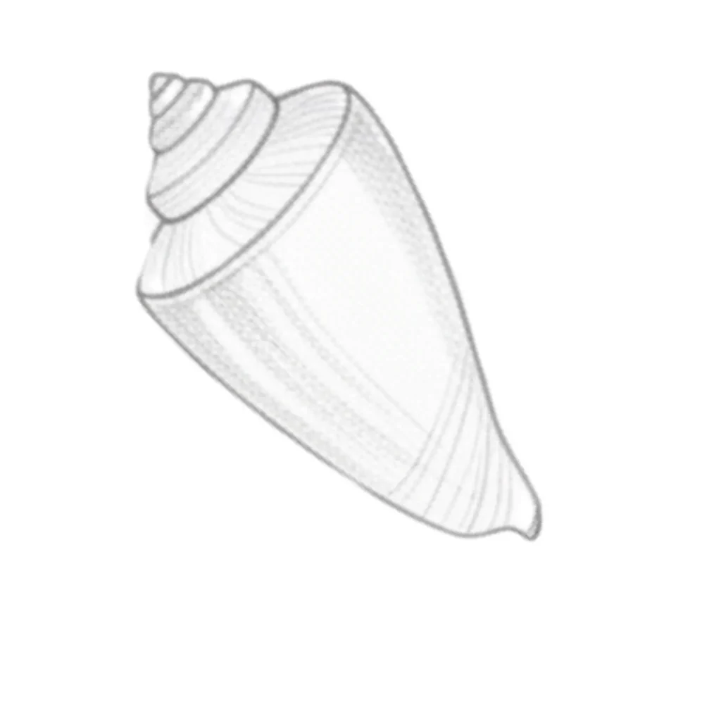 Cone Seashell