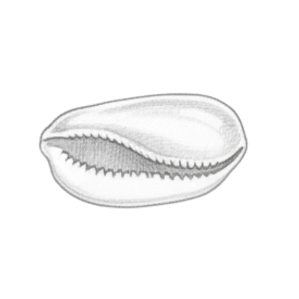 Cowrie Seashell