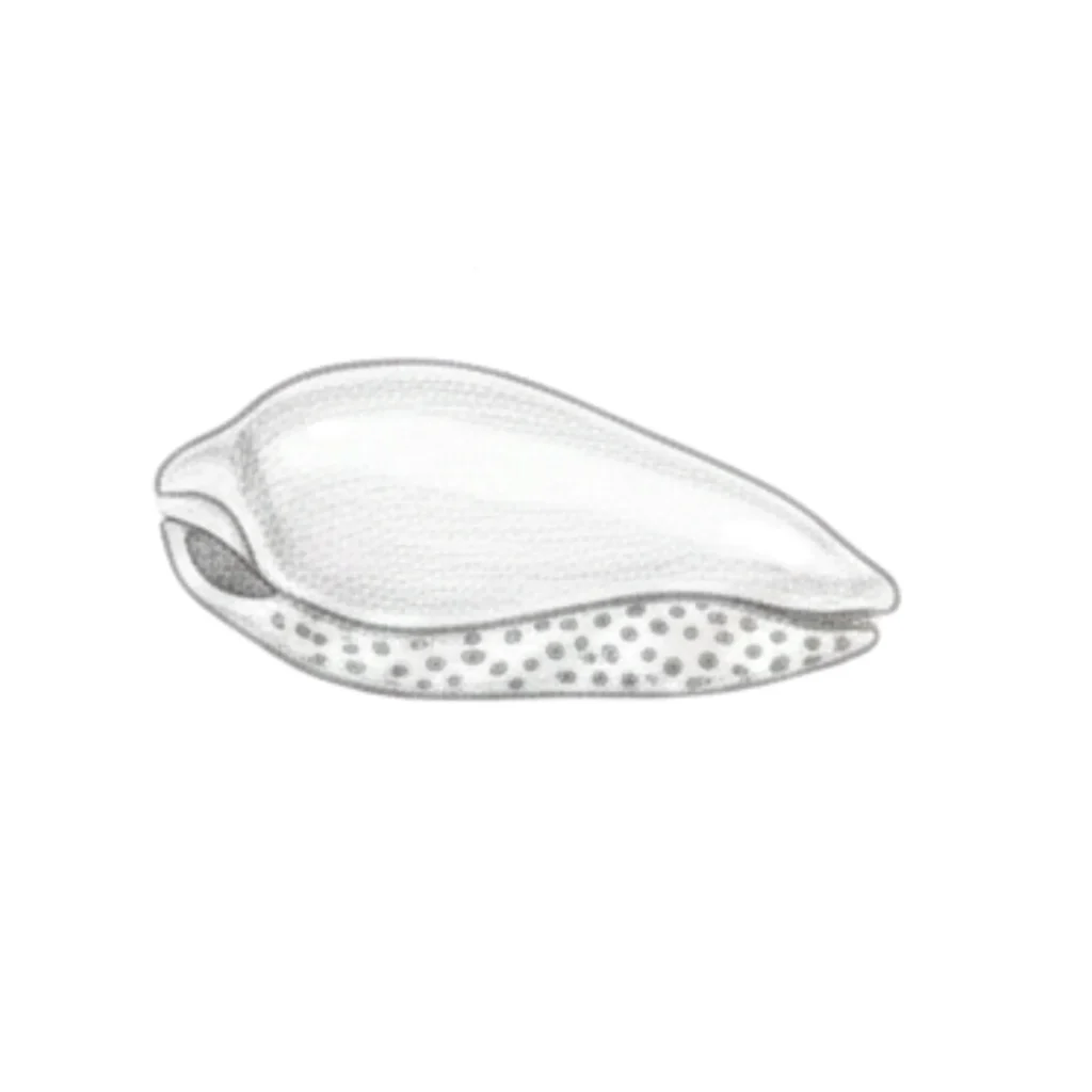 Flamingo Tongue Seashell