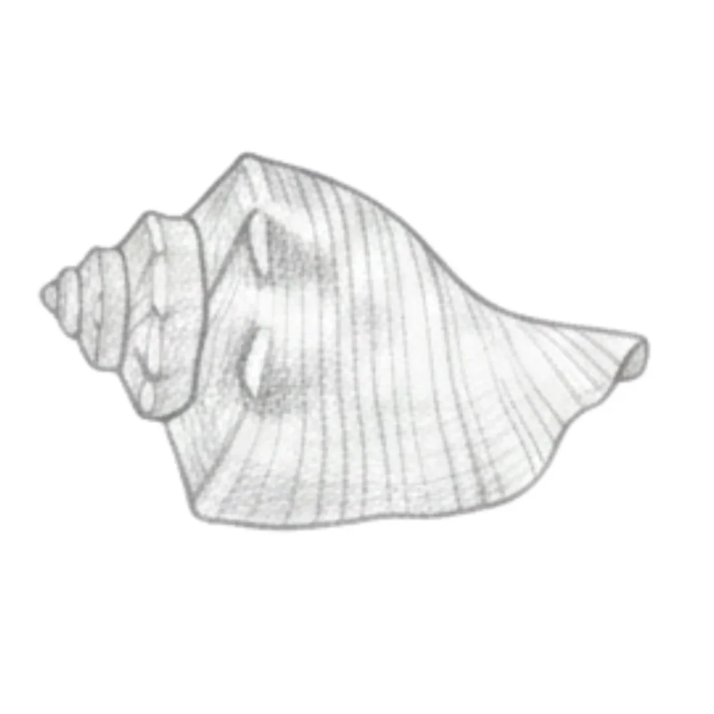 Harp Seashell