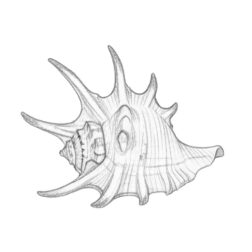 Murex Seashell