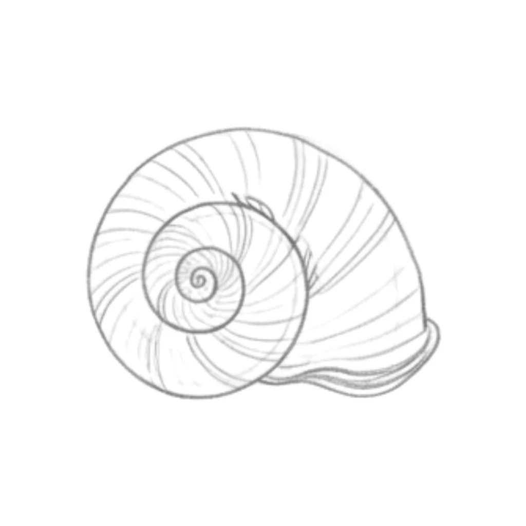 Nautilus Seashell