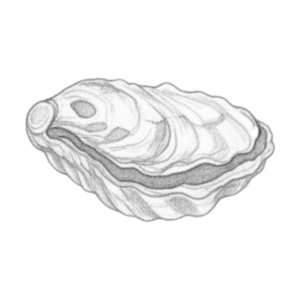 Oyester Seashell