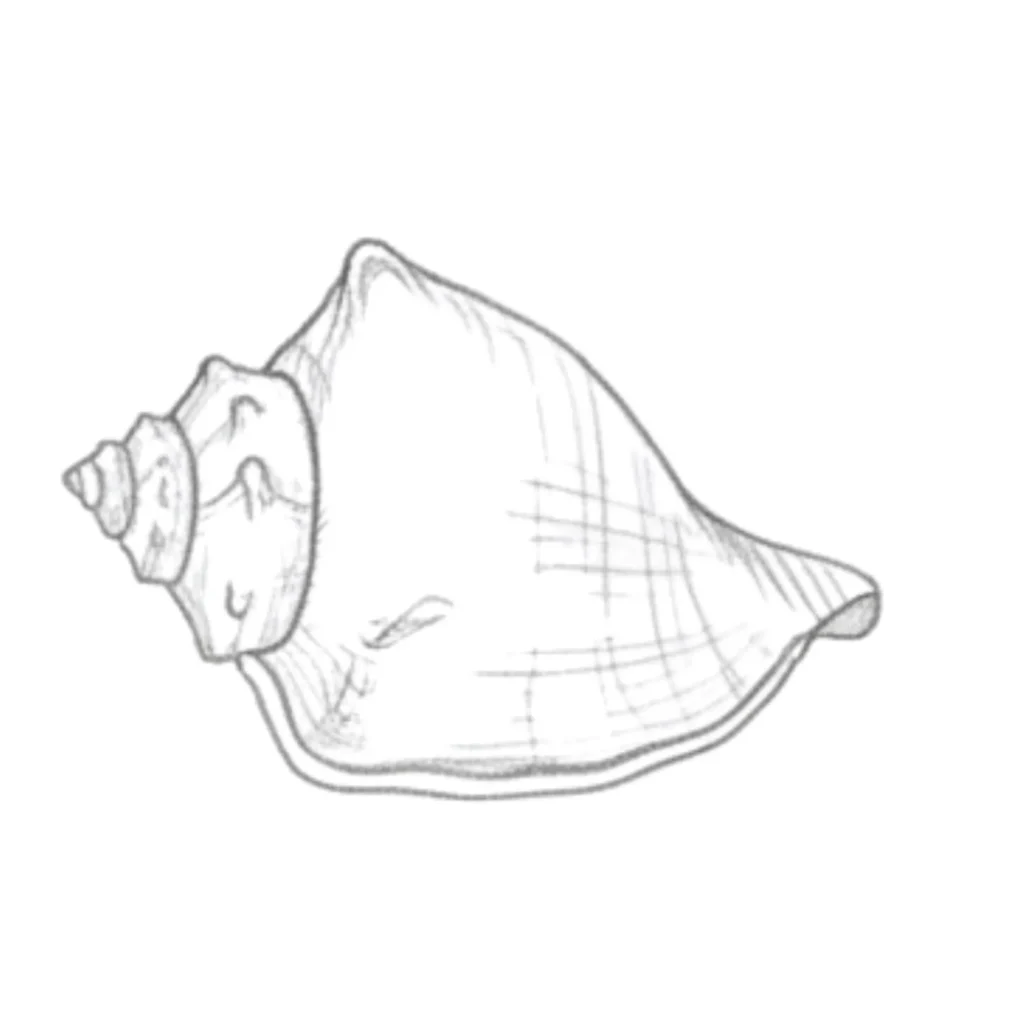 Queen Conch Seashell