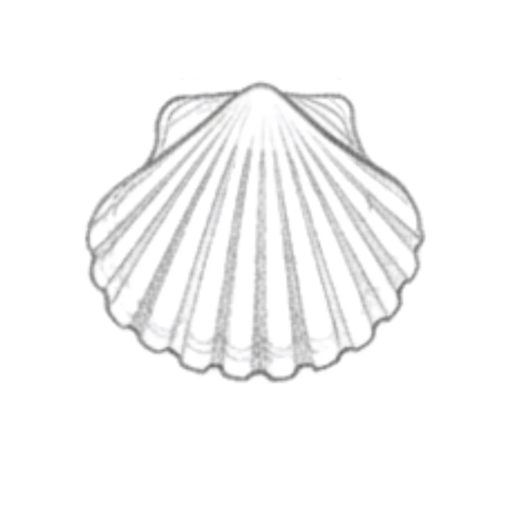 Scallop Seashell