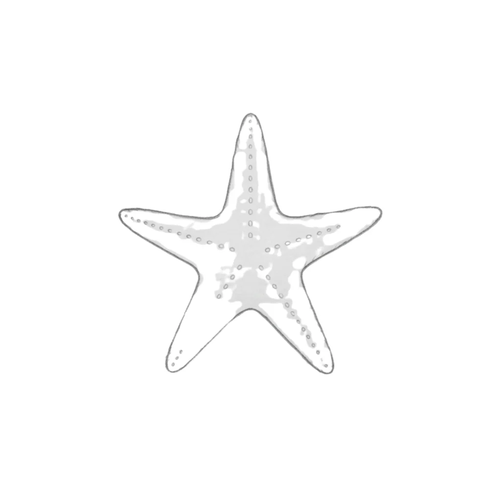 Starfish Drawing
