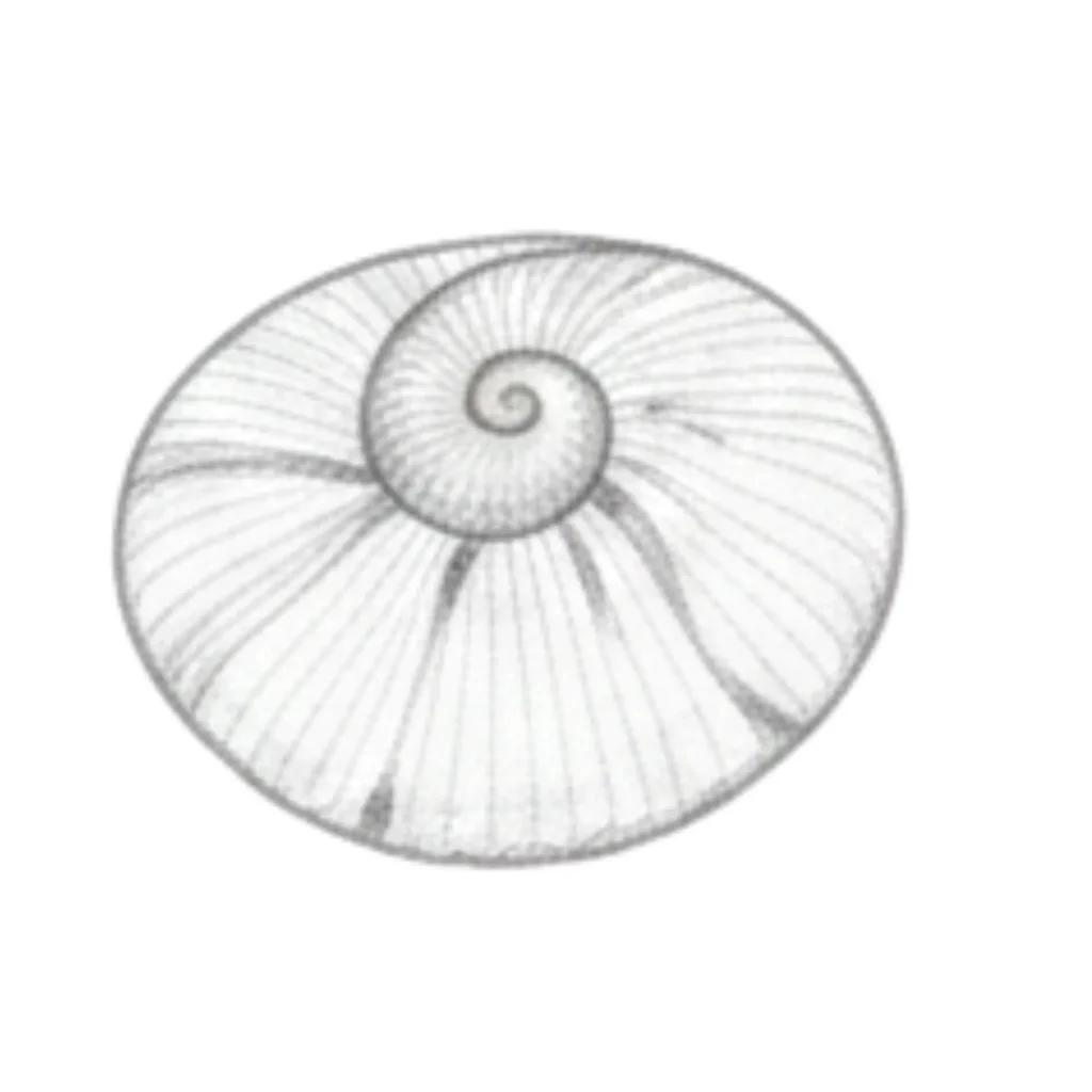Sundial Seashell