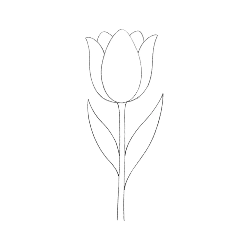 Tulip