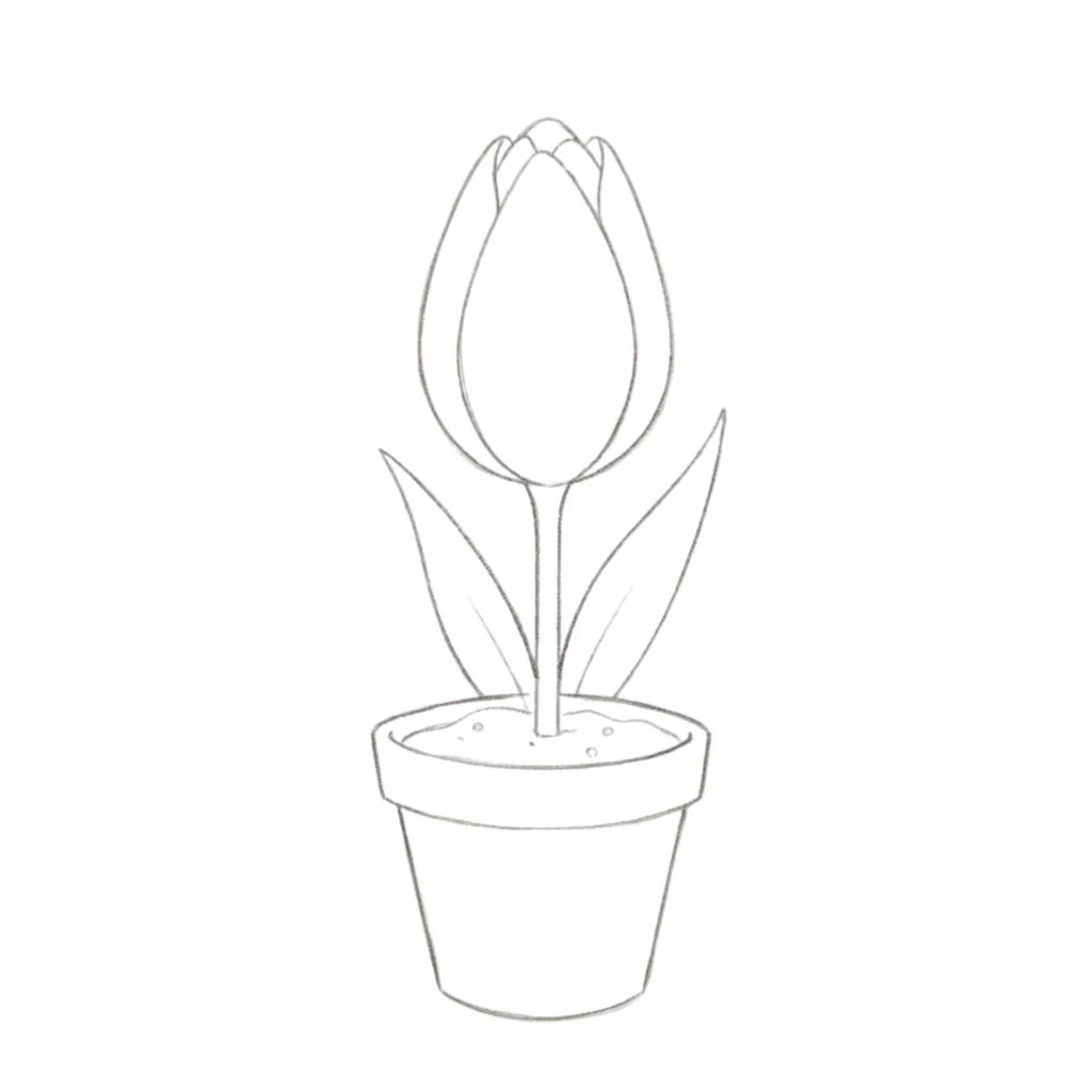 Tulip in Pot