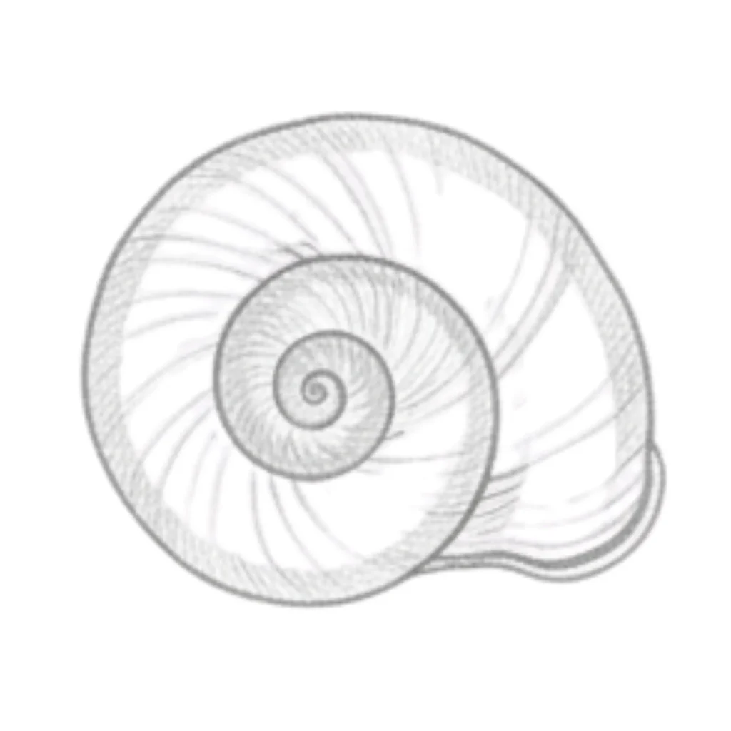 Turban Seashell