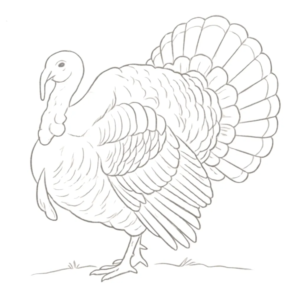 Turkey Bird Fall on Ground