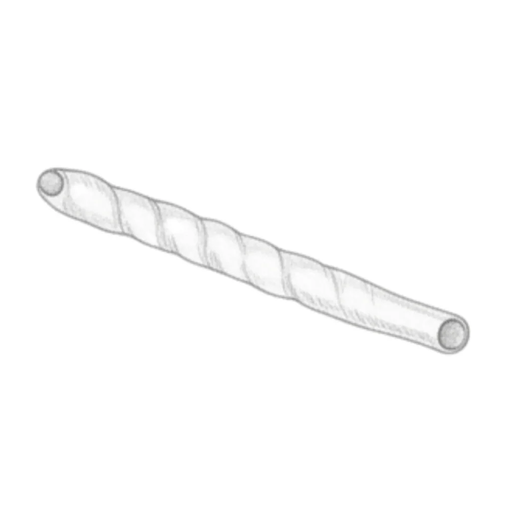Tusk Seashell