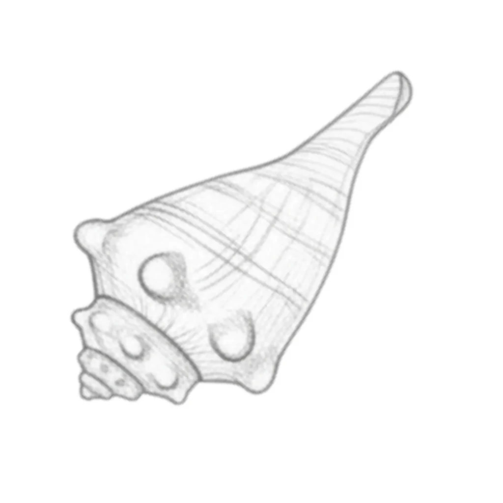 Whelk Seashell