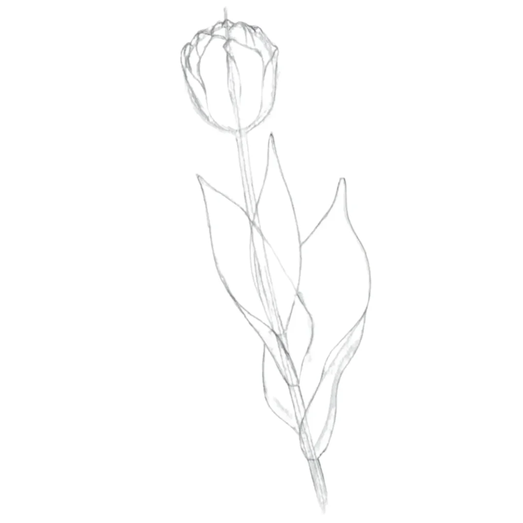 White Tulip